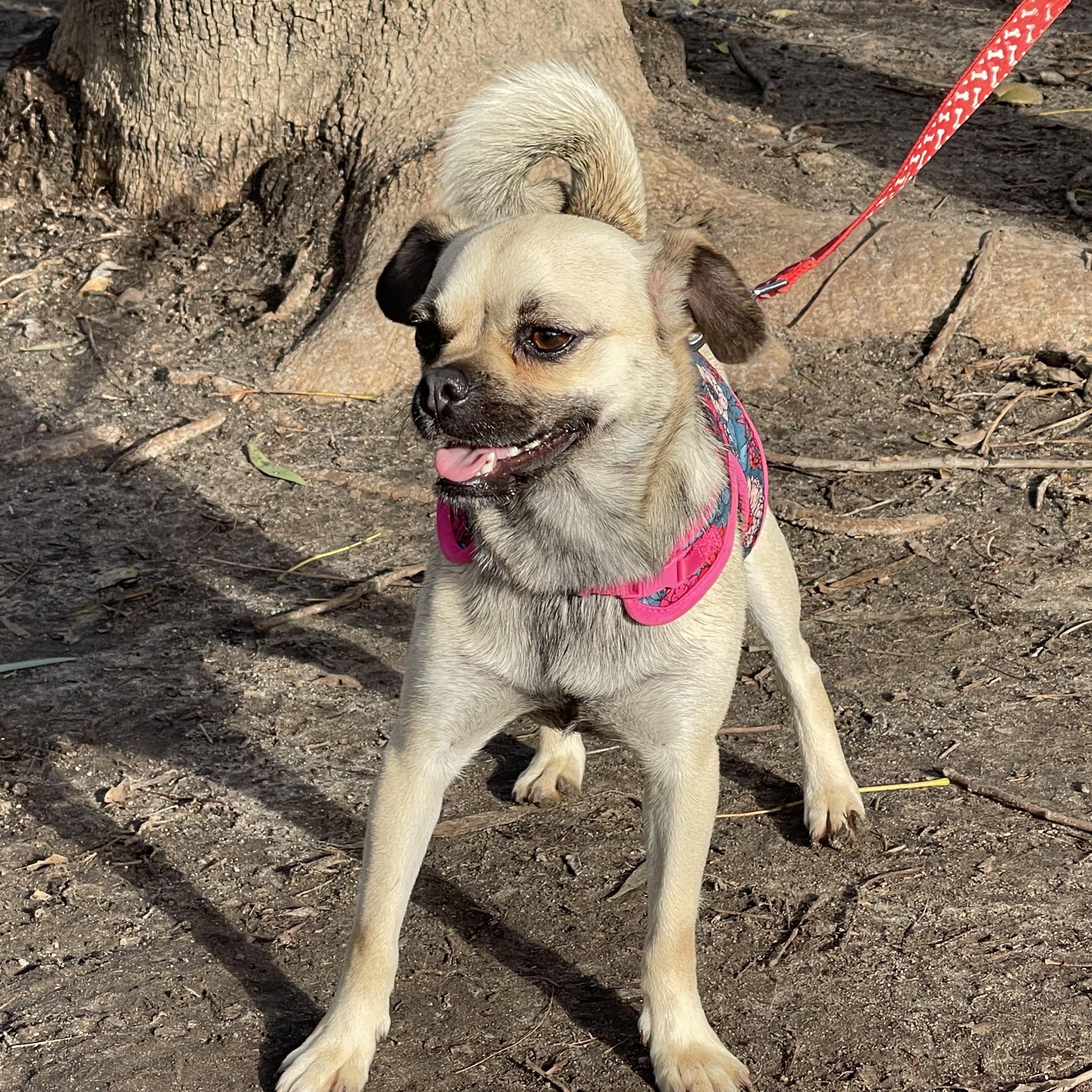 ANNIE 3 yrs 15 lbs, a Adoptable mixed breed in Aliso Viejo, CA image 4/6