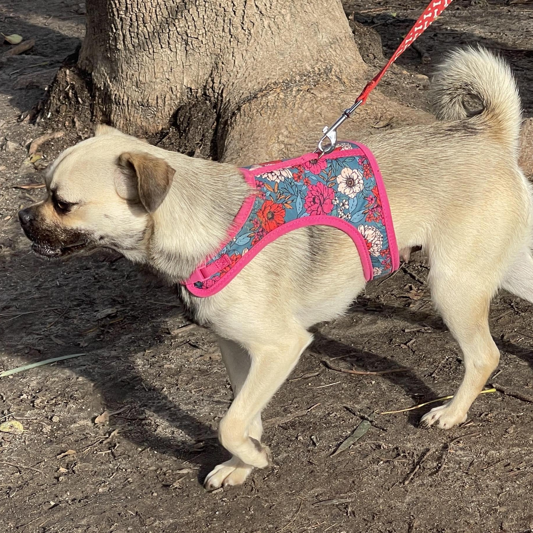 ANNIE 3 yrs 15 lbs, a Adoptable mixed breed in Aliso Viejo, CA image 5/6