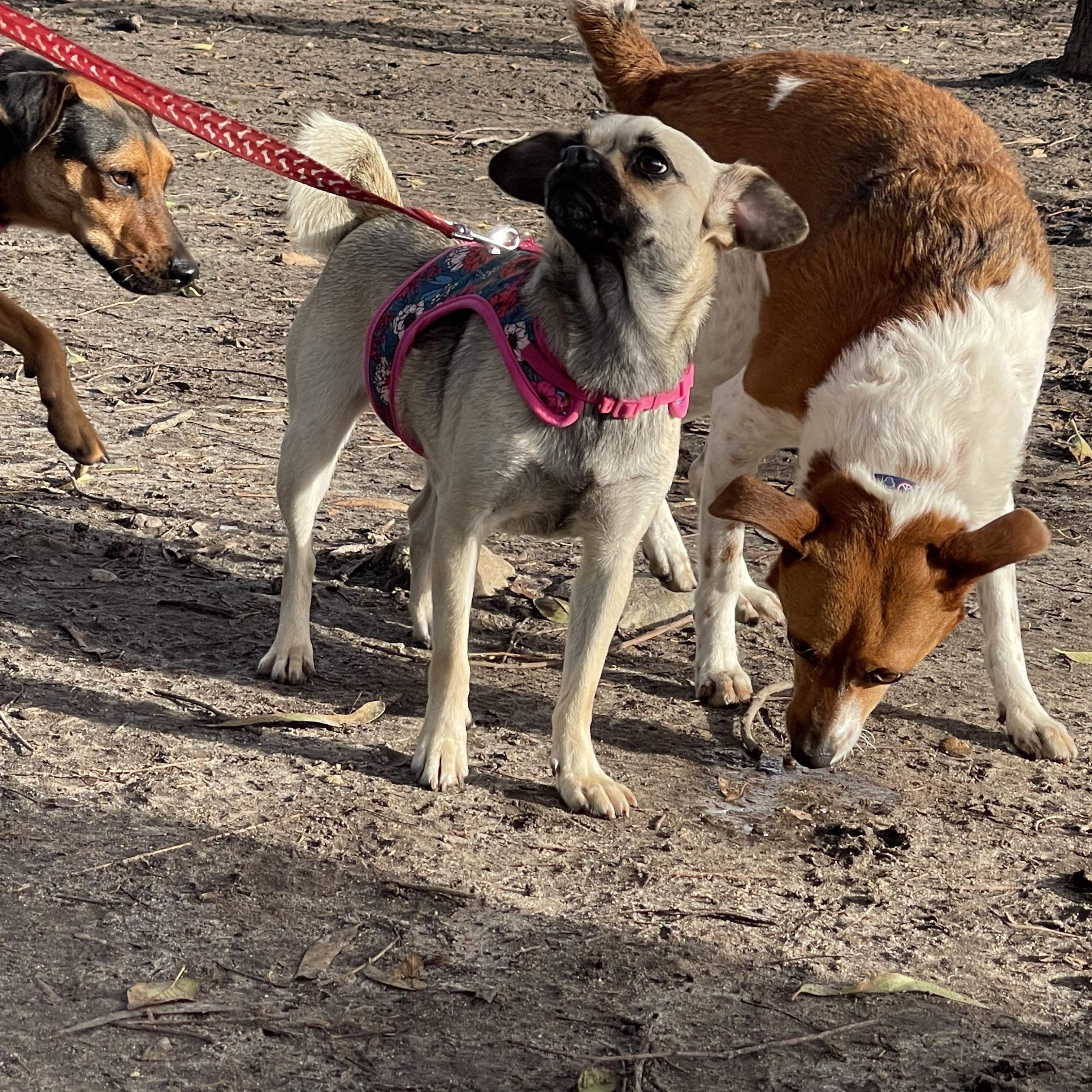 ANNIE 3 yrs 15 lbs, a Adoptable mixed breed in Aliso Viejo, CA image 3/6