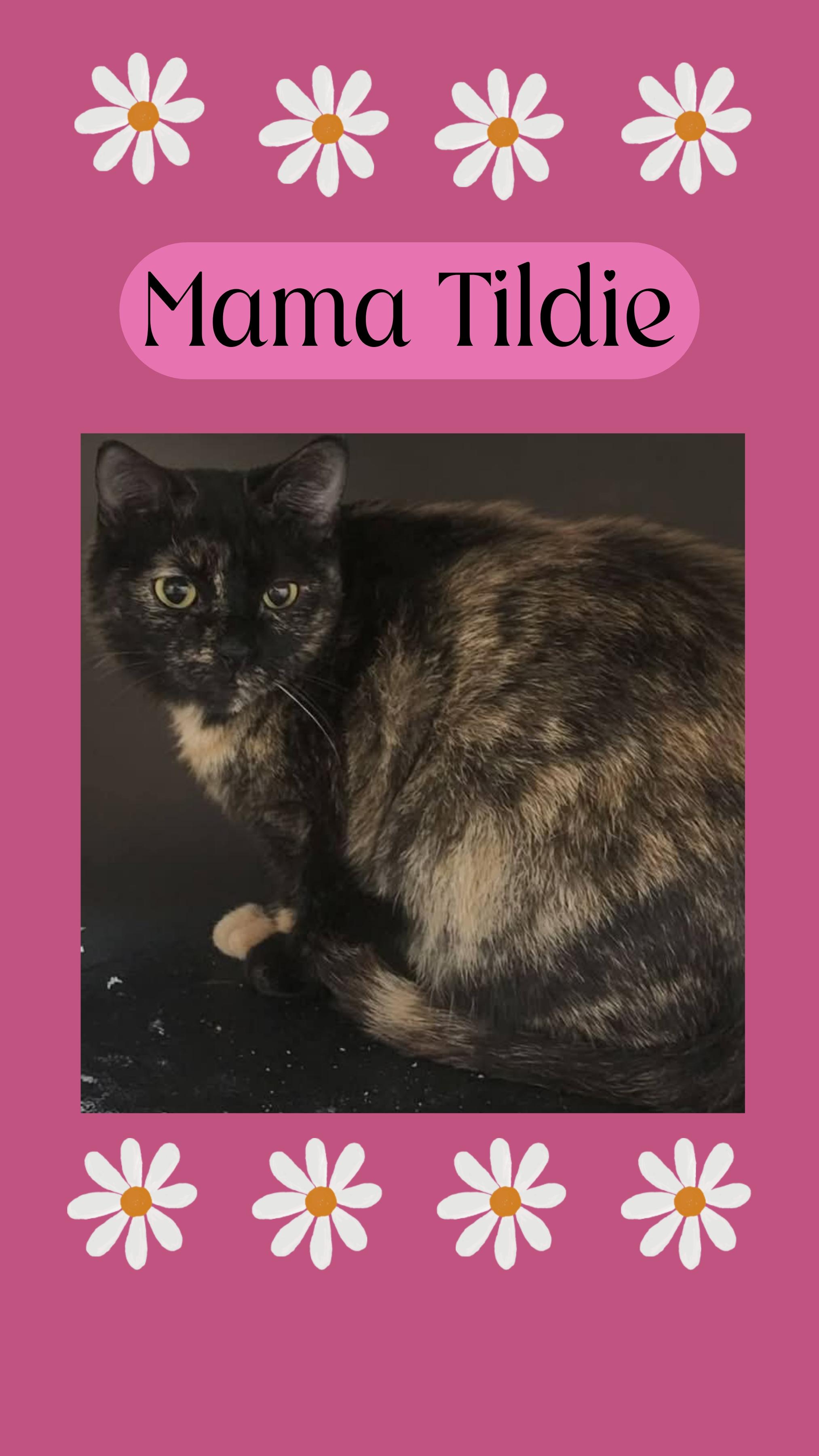 MAMA Tildie, ADOPTABLE, Adult Female Domestic Short Hair.