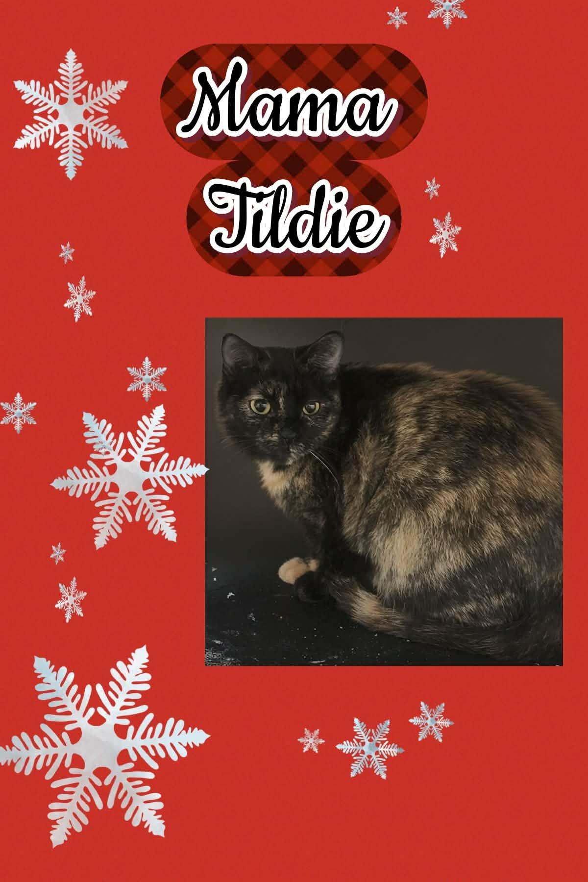 Enlarge MAMA Tildie, a ADOPTABLE Domestic Short Hair in Fitchburg, WI image 1/1