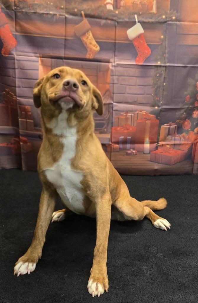 Taylor, Adoptable, Young Female Hound.