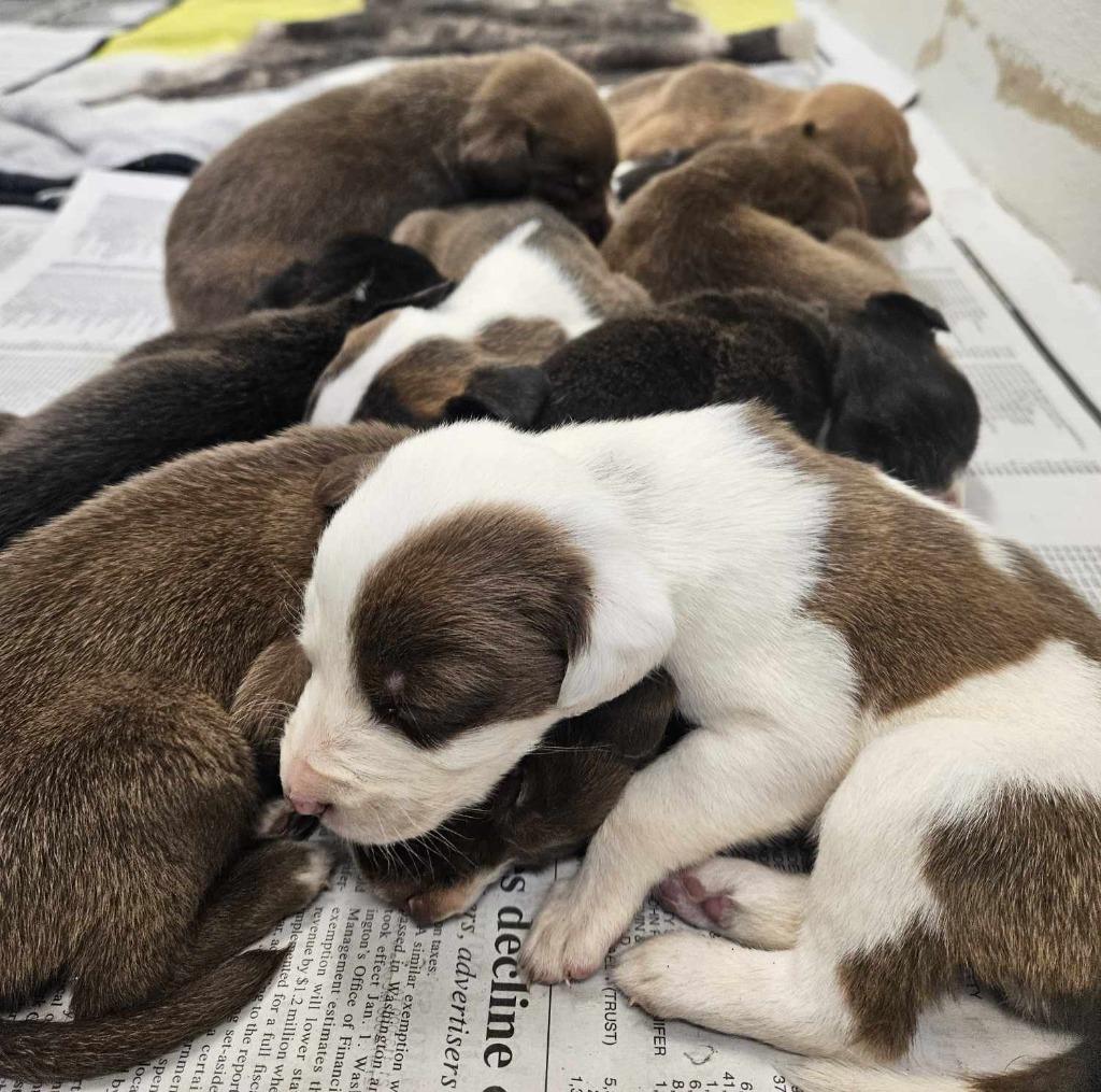 Enlarge Taylor, a Adoptable mixed breed in Murphysboro, IL image 1/6