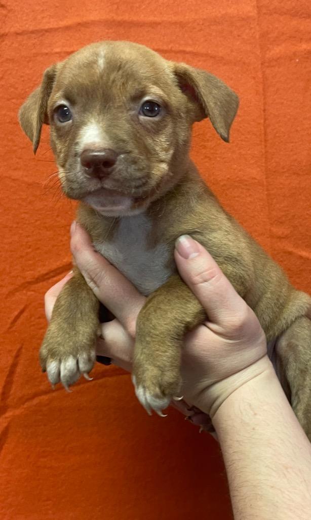 Enlarge Taylor, a Adoptable mixed breed in Murphysboro, IL image 2/6