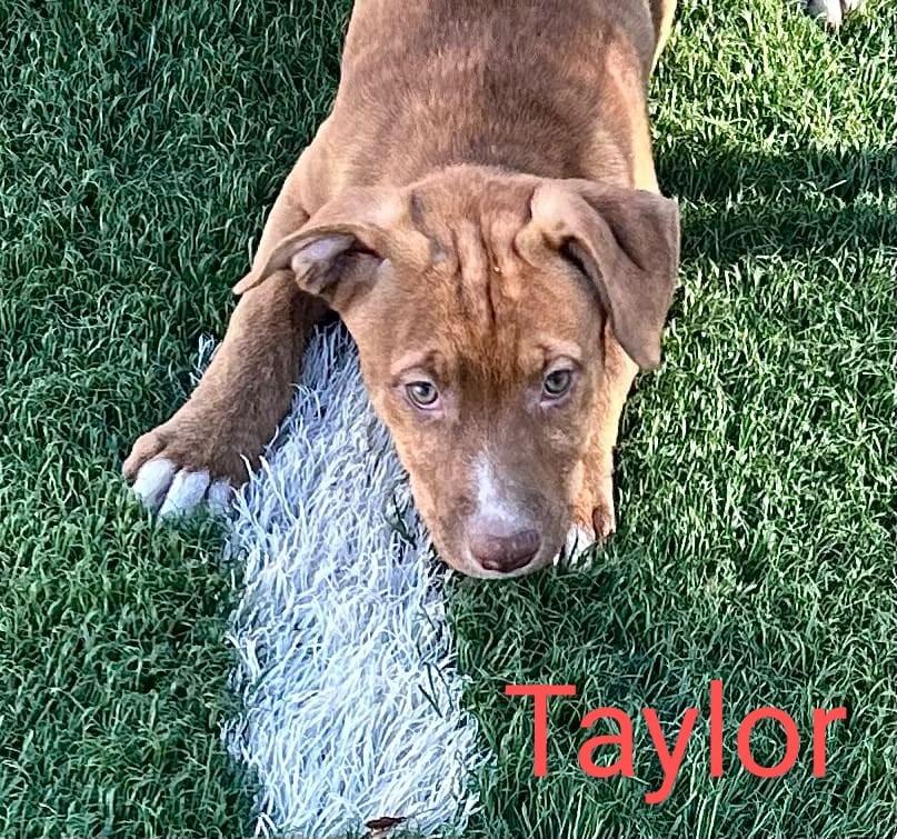Taylor, a Adoptable mixed breed in Murphysboro, IL image 4/6