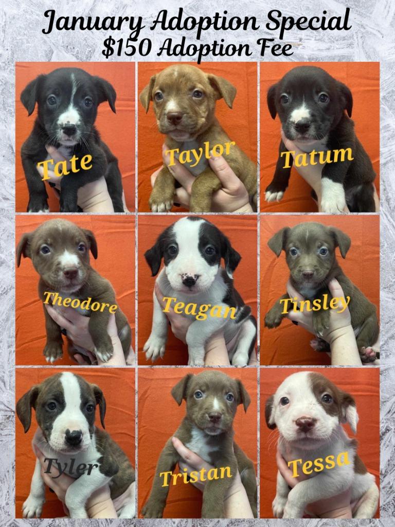 Enlarge Taylor, a Adoptable mixed breed in Murphysboro, IL image 3/6