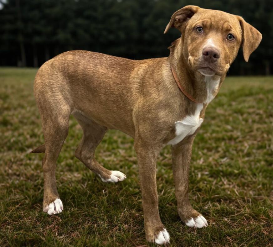 Enlarge Taylor, a Adoptable mixed breed in Murphysboro, IL image 5/6