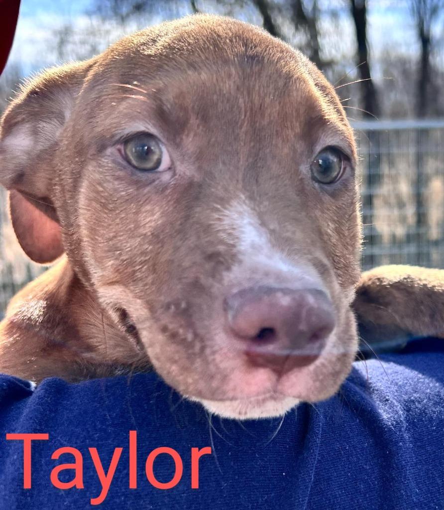 Enlarge Taylor, a Adoptable mixed breed in Murphysboro, IL image 6/6