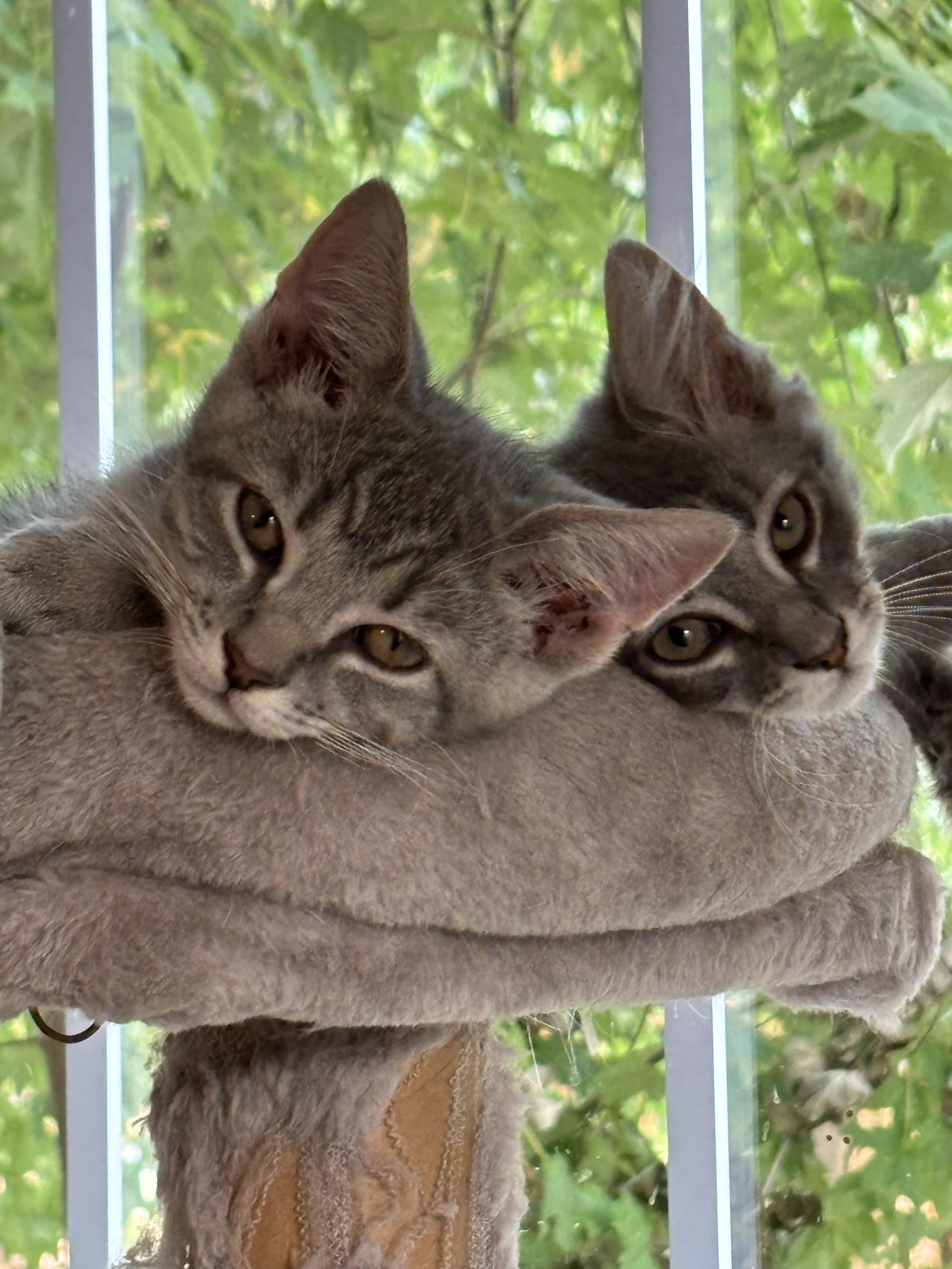 Ice & Sky-Brother & Sister Duo, a Adoptable Tabby in Laurel, MD image 2/5