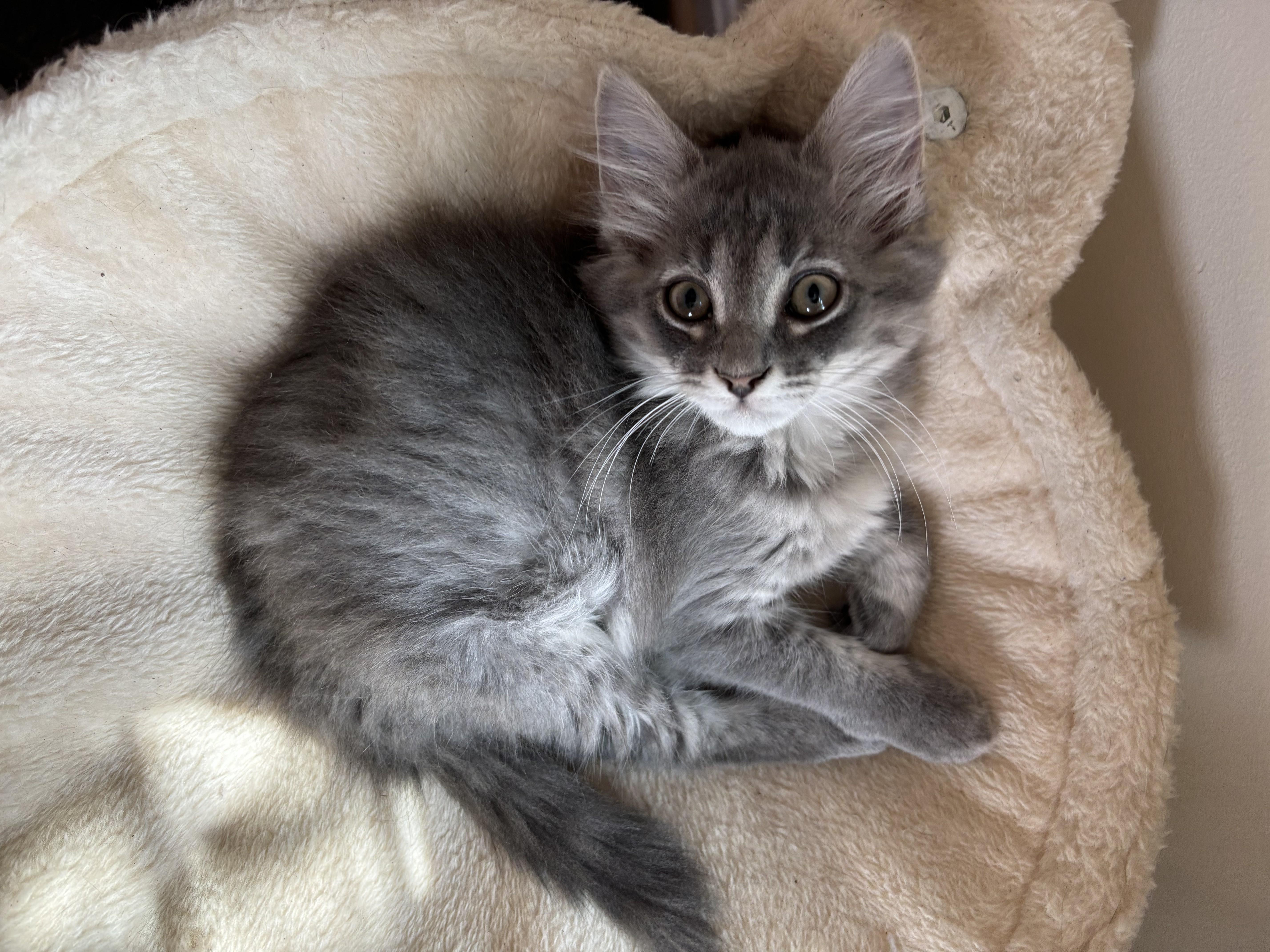 Ice & Sky-Brother & Sister Duo, a Adoptable Tabby in Laurel, MD image 3/5