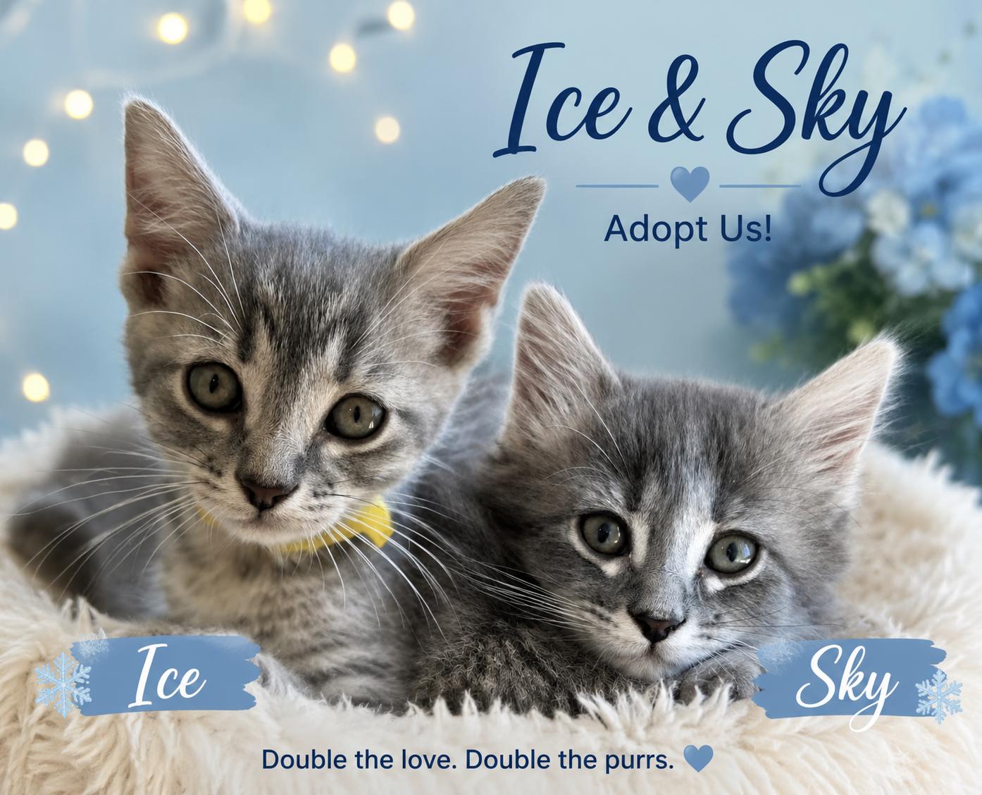 Ice & Sky-Brother & Sister Duo, Adoptable, Kitten Female Tabby.