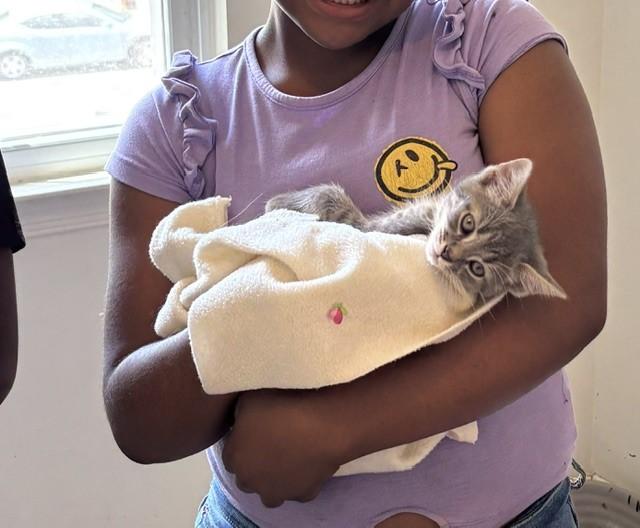 Ice & Sky-Brother & Sister Duo, a Adoptable Tabby in Laurel, MD image 4/5