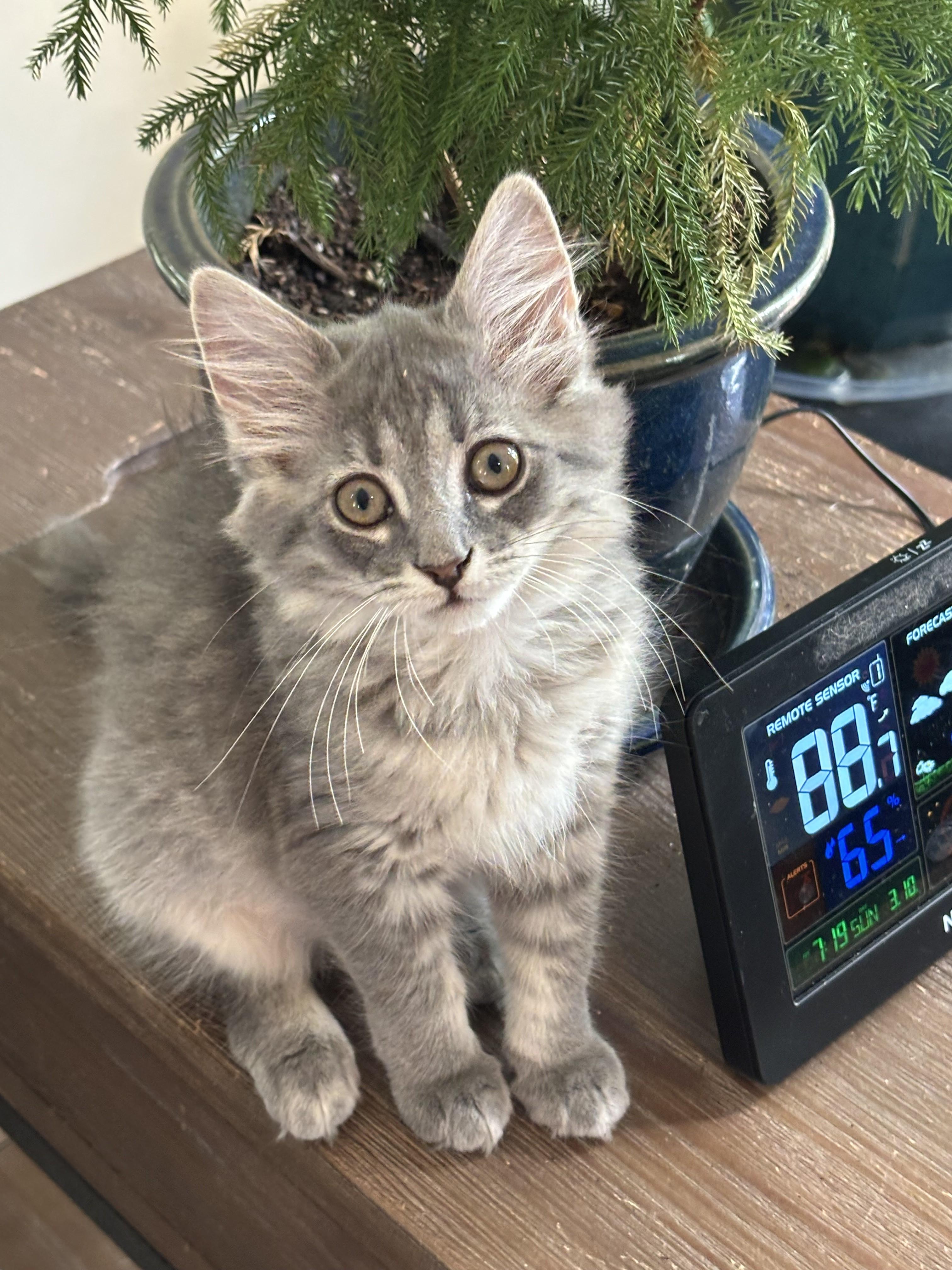Ice & Sky-Brother & Sister Duo, a Adoptable Tabby in Laurel, MD image 5/5