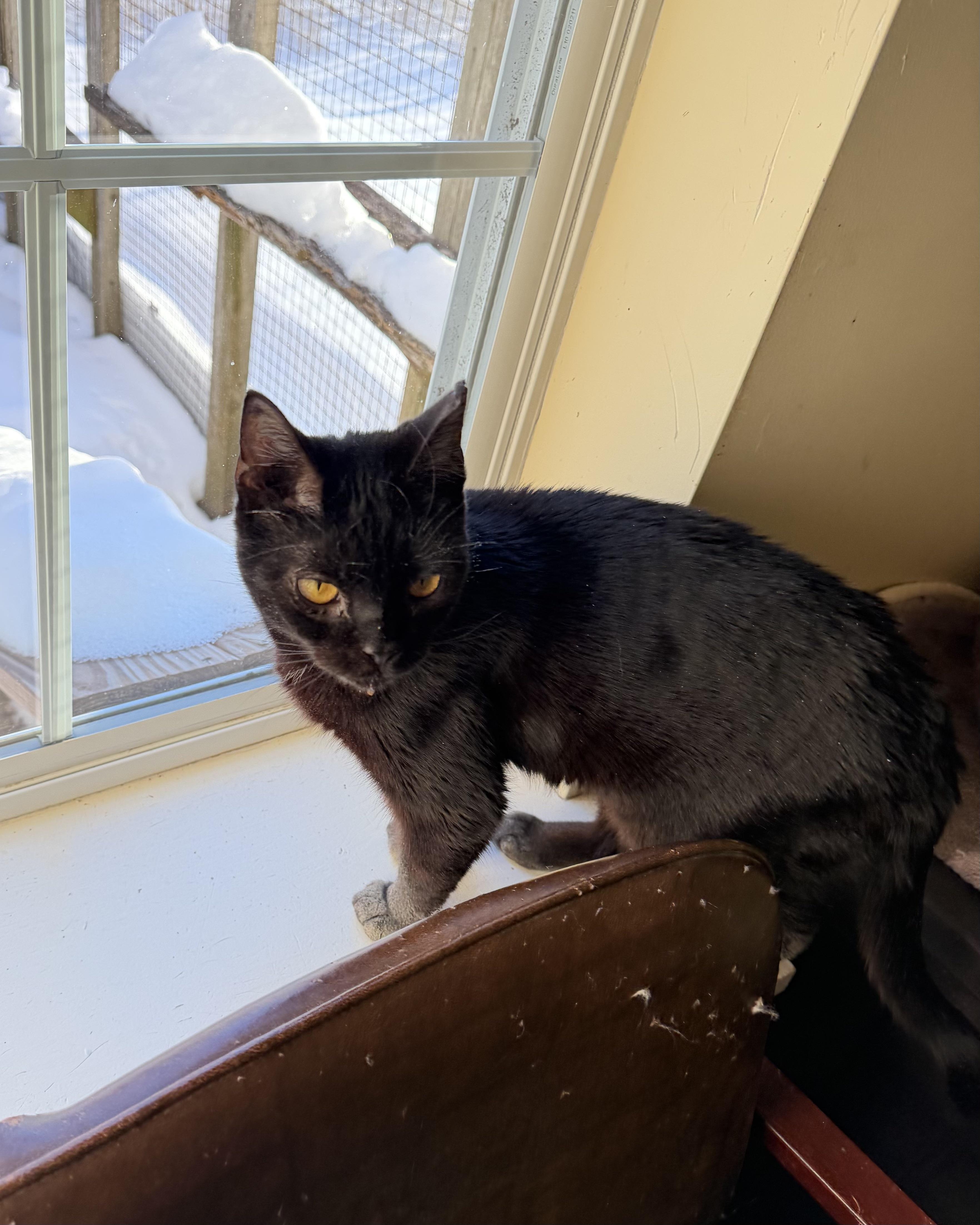 Enlarge Mina, a ADOPTABLE Domestic Short Hair in Plain City, OH image 6/6