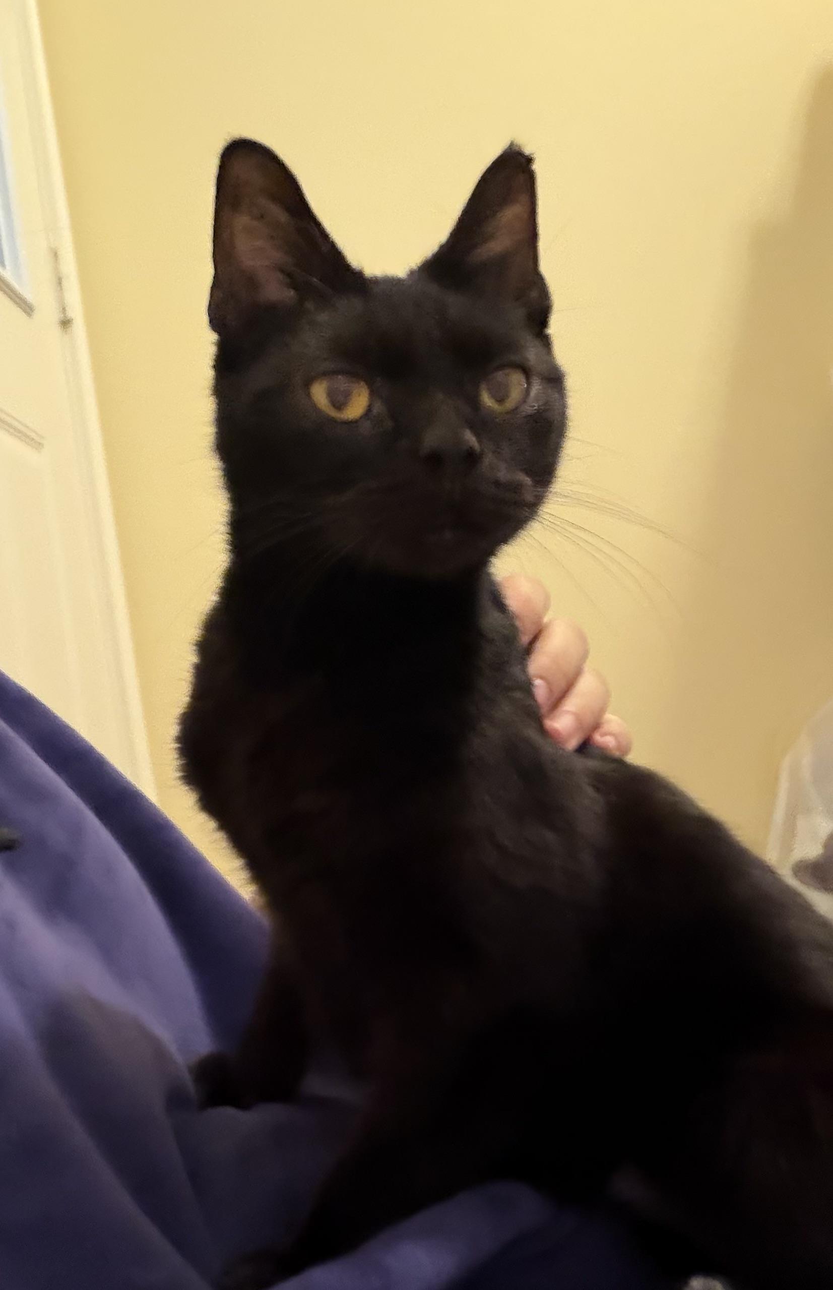 Enlarge Mina, a ADOPTABLE Domestic Short Hair in Plain City, OH image 2/6