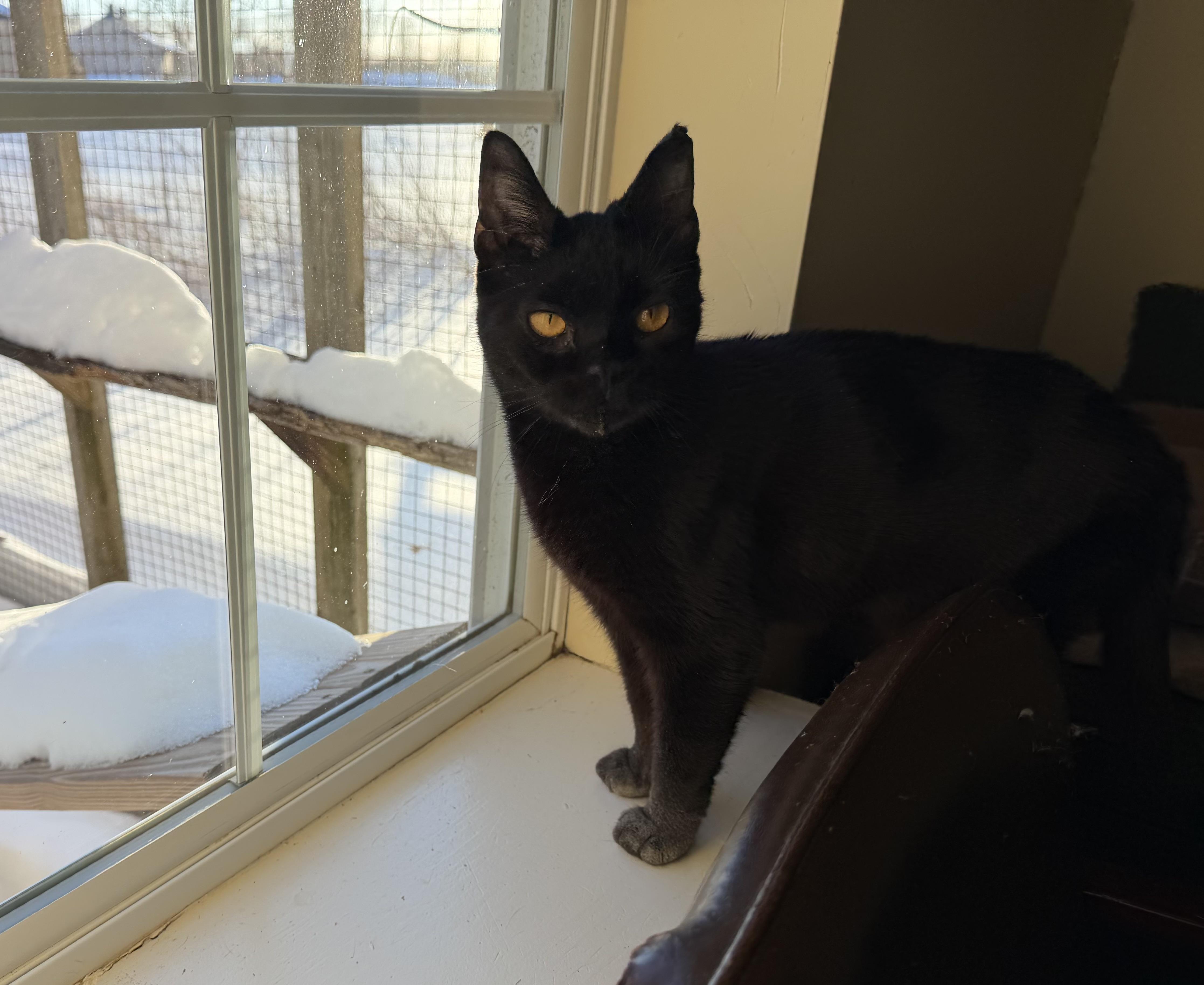 Enlarge Mina, a ADOPTABLE Domestic Short Hair in Plain City, OH image 5/6