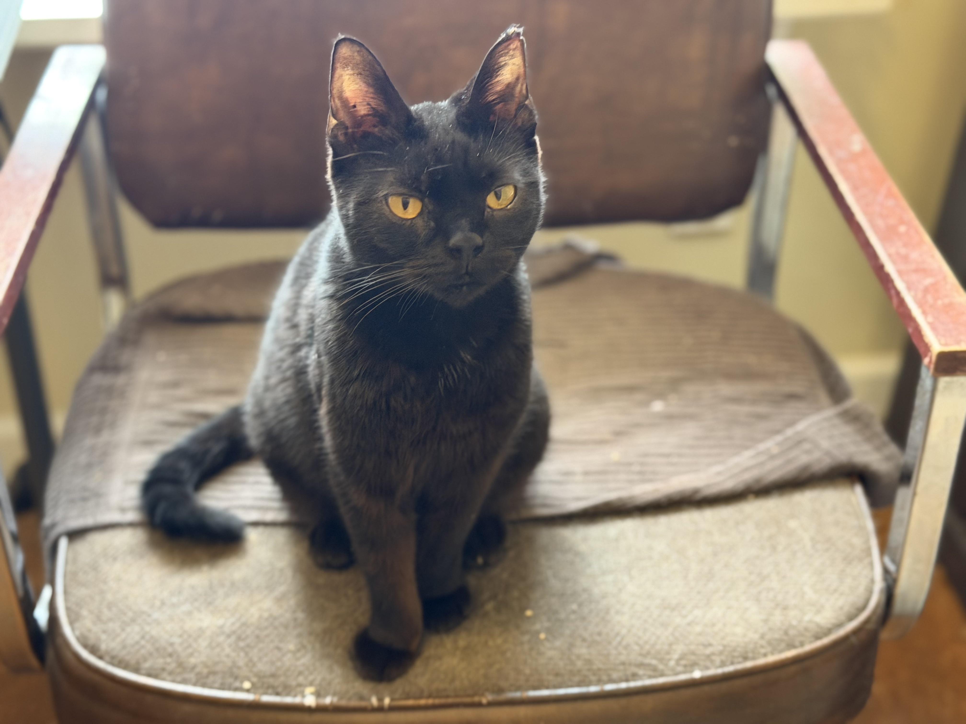 Enlarge Mina, a ADOPTABLE Domestic Short Hair in Plain City, OH image 1/6