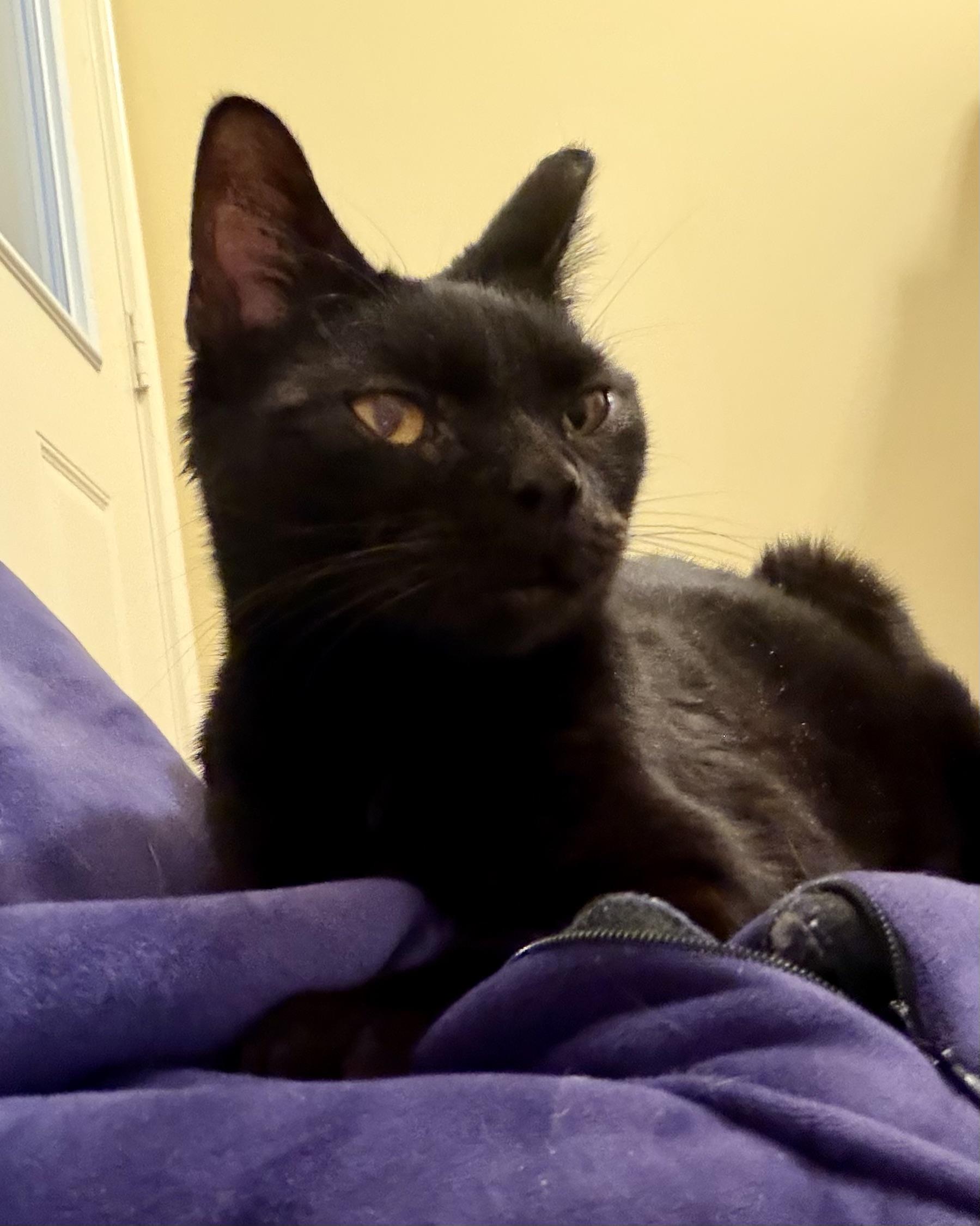 Enlarge Mina, a ADOPTABLE Domestic Short Hair in Plain City, OH image 4/6