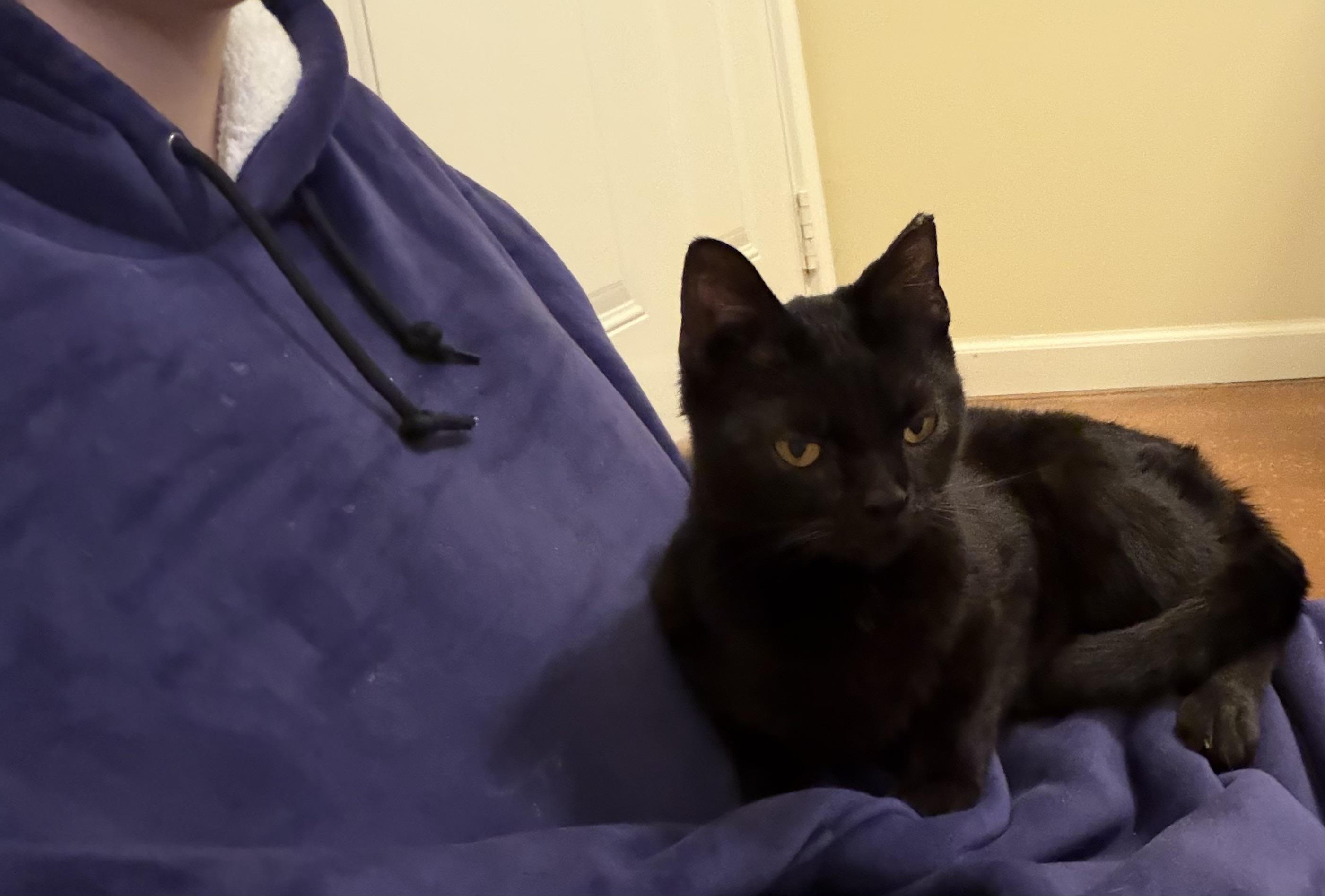 Enlarge Mina, a ADOPTABLE Domestic Short Hair in Plain City, OH image 3/6