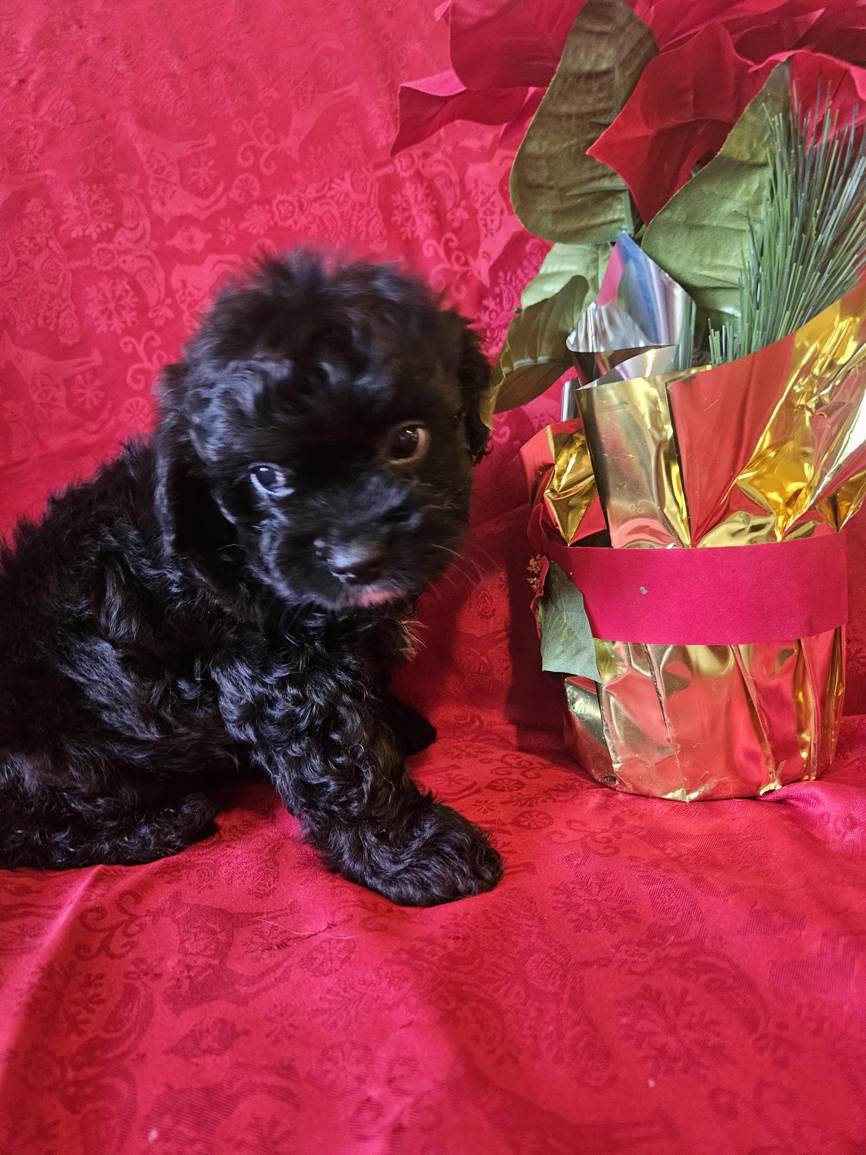 Black Bean thumbnail 2