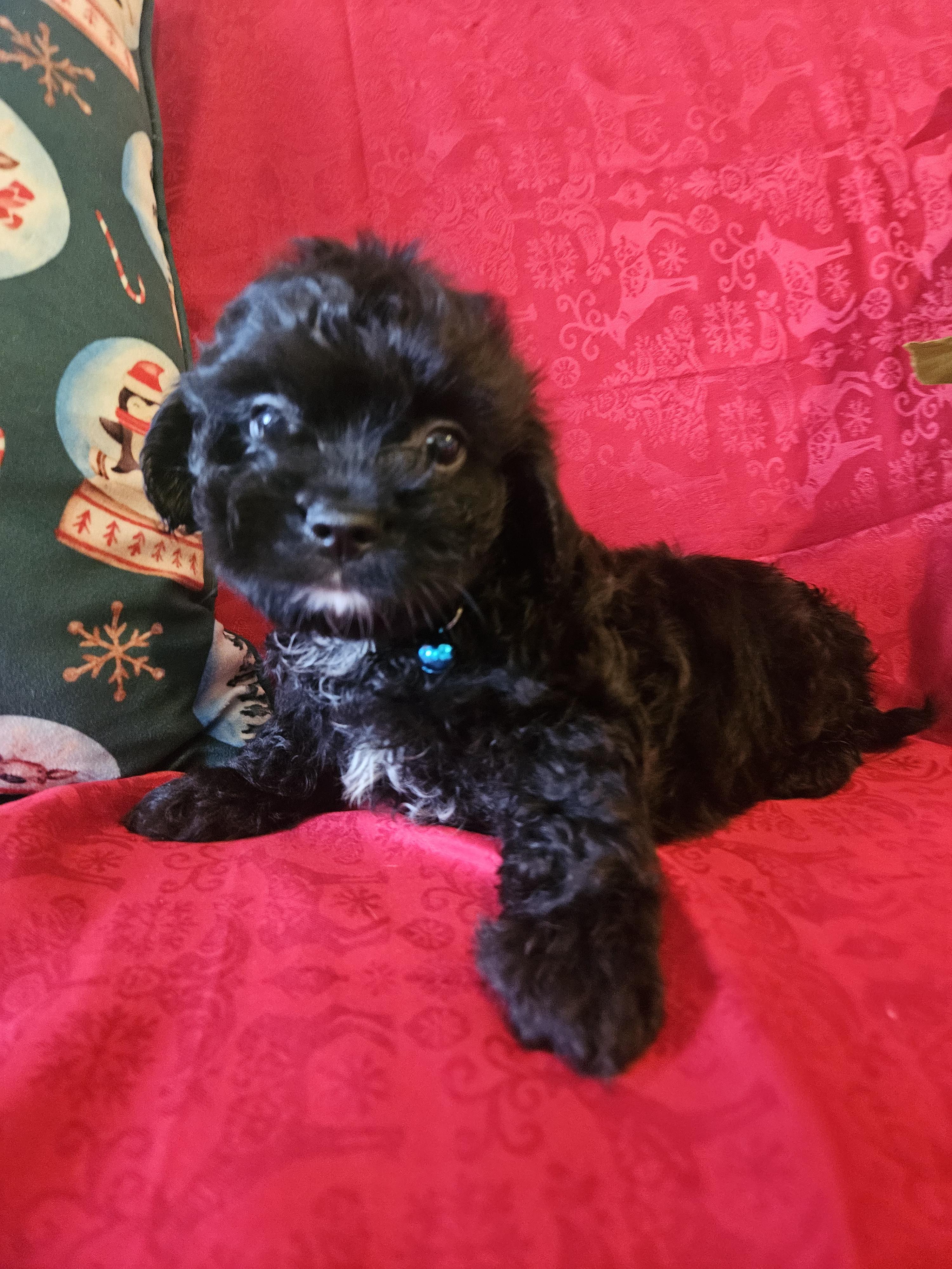 Black Bean thumbnail 4