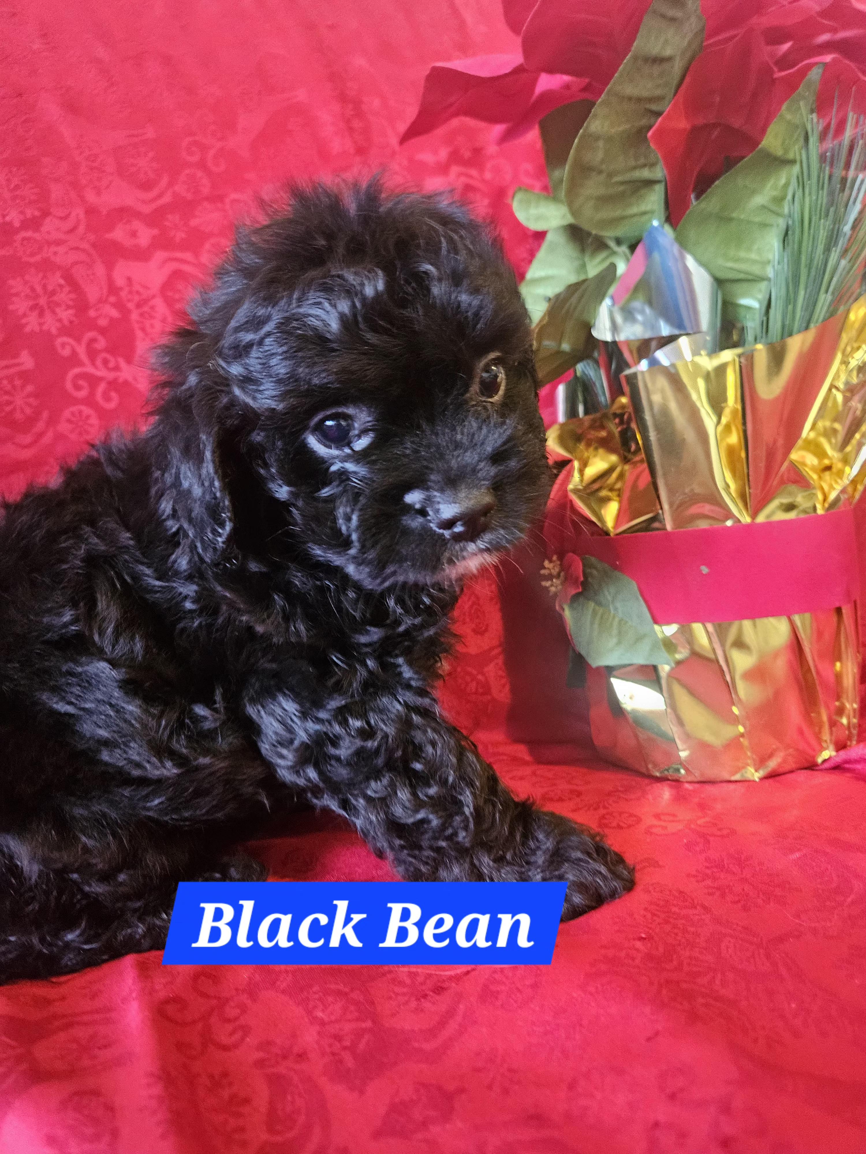 Black Bean thumbnail 5