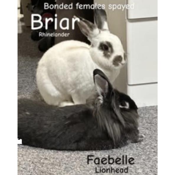 Briar, Adoptable, Senior Female Rhinelander.