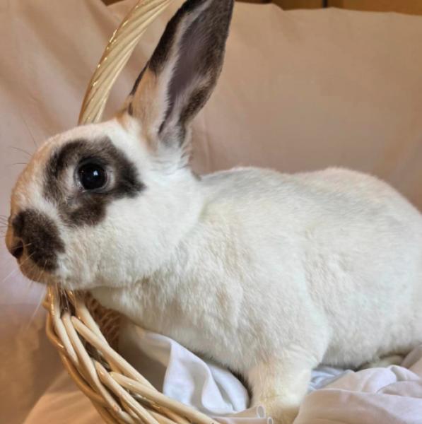 Enlarge Briar, a Adoptable Rhinelander in Kalamazoo, MI image 2/5