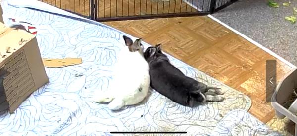 Enlarge Briar, a Adoptable Rhinelander in Kalamazoo, MI image 4/5