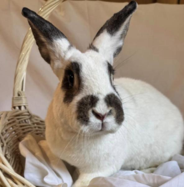 Enlarge Briar, a Adoptable Rhinelander in Kalamazoo, MI image 5/5