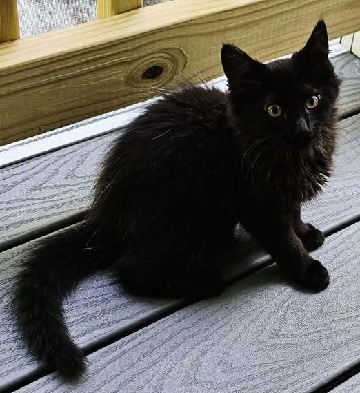 Enlarge Jett, a Adoptable mixed breed in Woodbridge, VA image 1/3