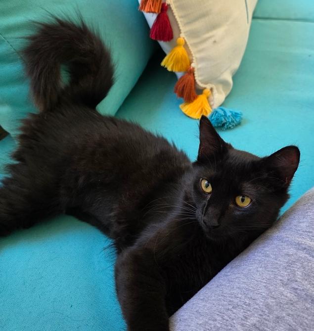 Enlarge Jett, a Adoptable mixed breed in Woodbridge, VA image 2/3