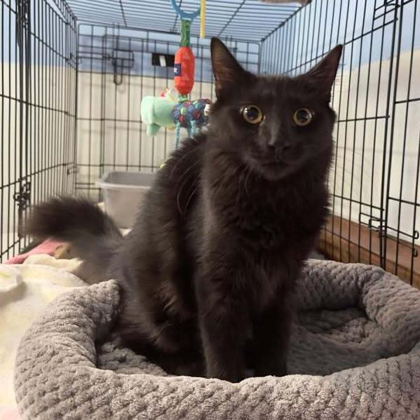 Enlarge Jett, a Adoptable mixed breed in Woodbridge, VA image 3/3