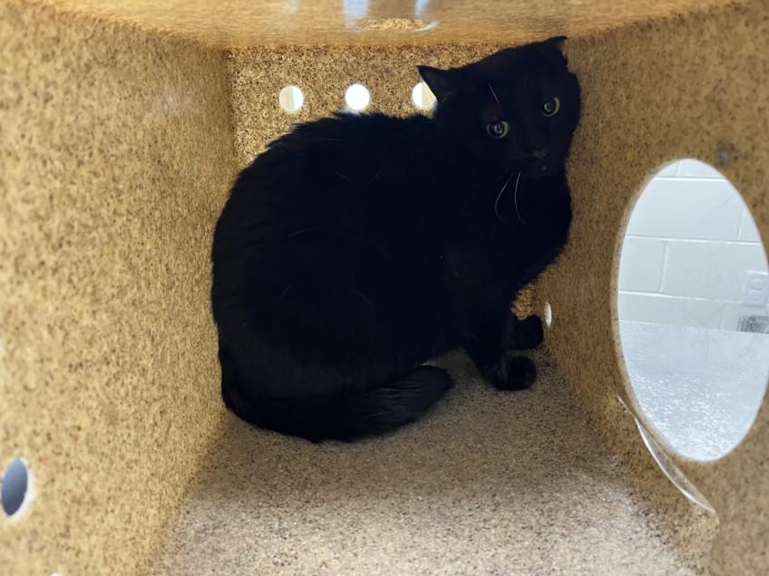 Enlarge CHERRY, a Adoptable Domestic Short Hair in Loveland, CO image 1/1
