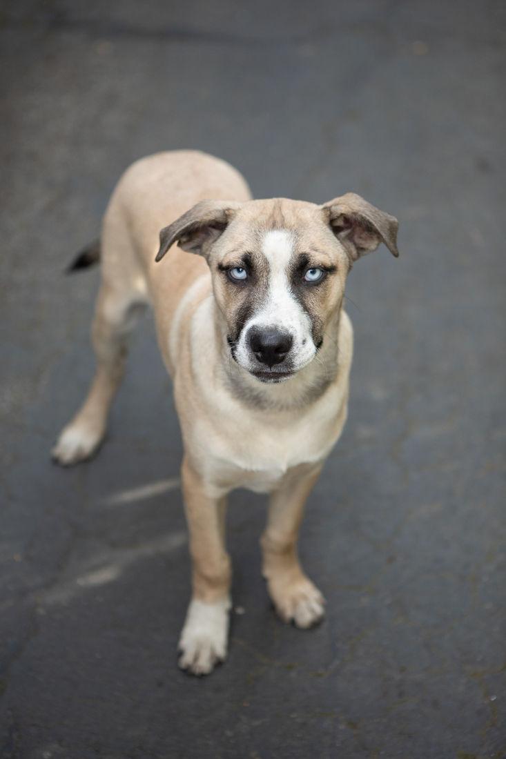 Courtesy Post_Boxer Husky Litter, Adoptable, Puppy Male Boxer & Husky.