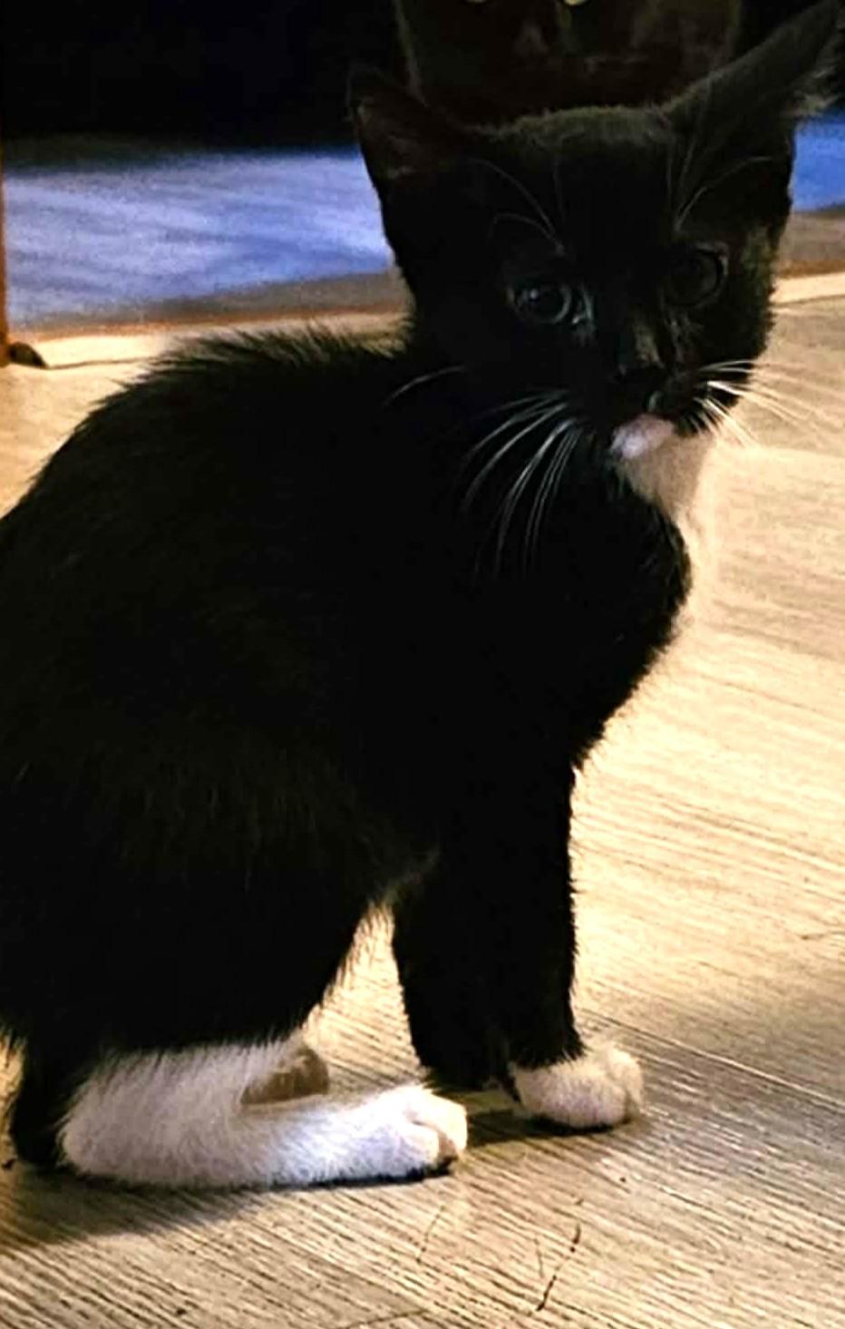 Enlarge Jack and Jill, a Adoptable Domestic Short Hair in Johnston, RI image 2/2