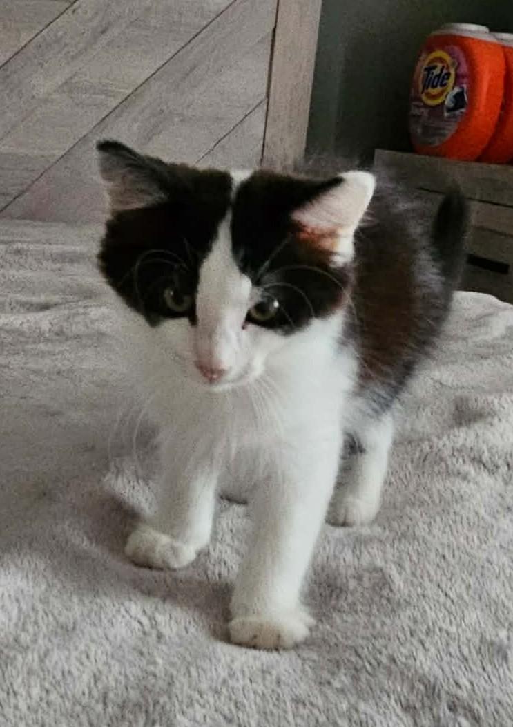 Jack and Jill, Adoptable, Kitten Male Domestic Short Hair.