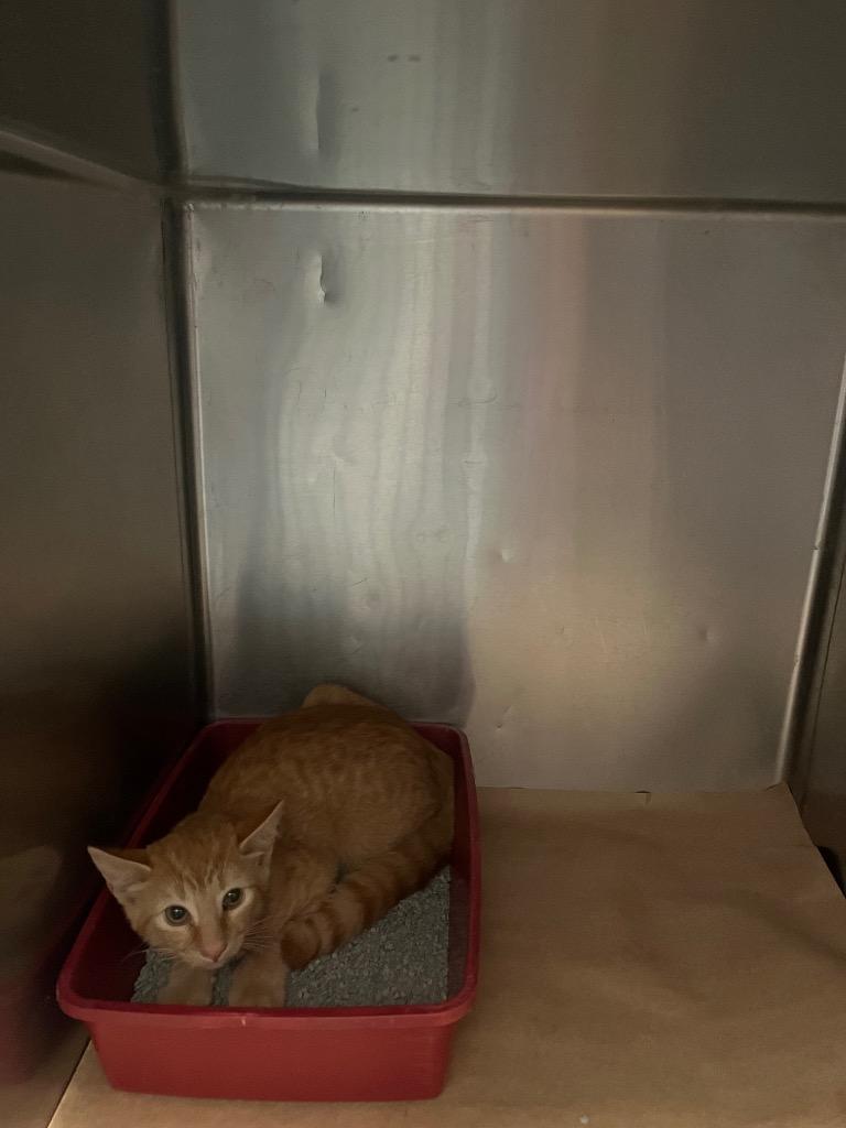 Coke, Adoptable, Kitten Male Domestic Short Hair.