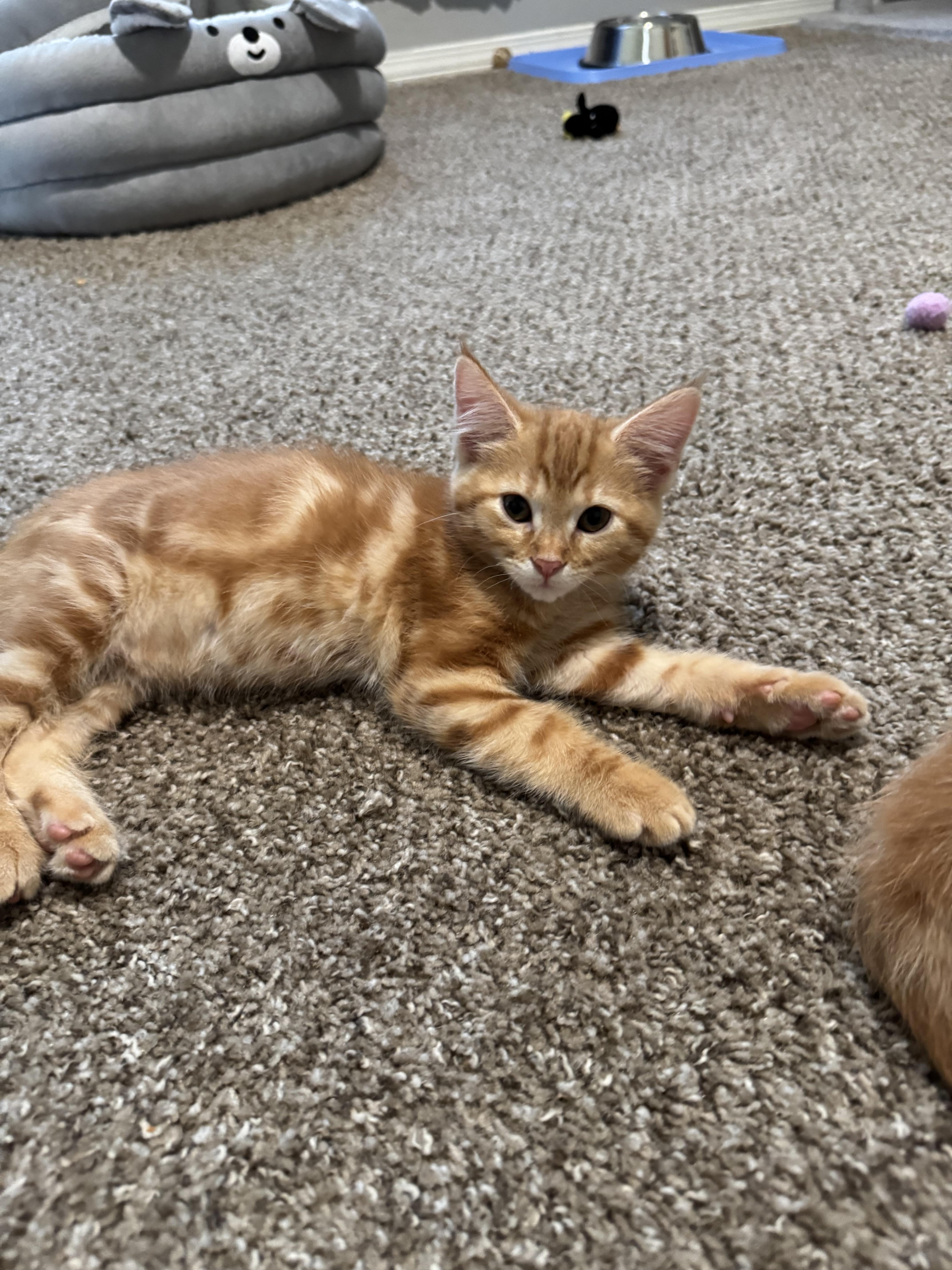 Enlarge Amy, a Adopted mixed breed in Springfield, MO image 1/5