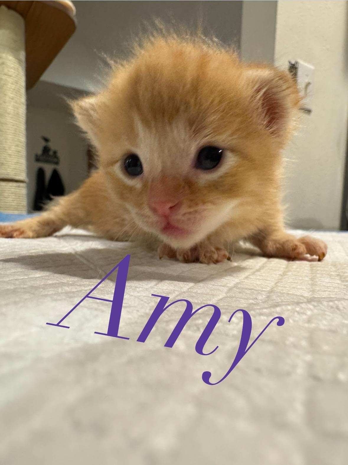 Enlarge Amy, a Adopted mixed breed in Springfield, MO image 5/5