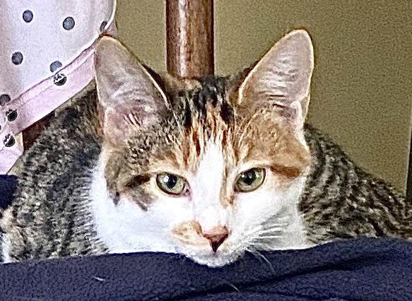 Enlarge Anniston, a Adoptable Domestic Short Hair in Winton, NC image 2/3