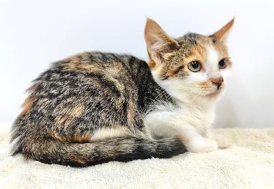 Enlarge Anniston *Available after spay*, a Adoptable Domestic Short Hair in Winton, NC image 2/3