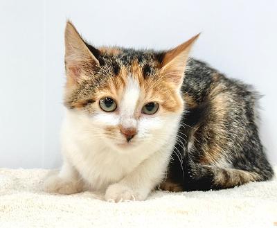 Enlarge Anniston *Available after spay*, a Adoptable Domestic Short Hair in Winton, NC image 3/3