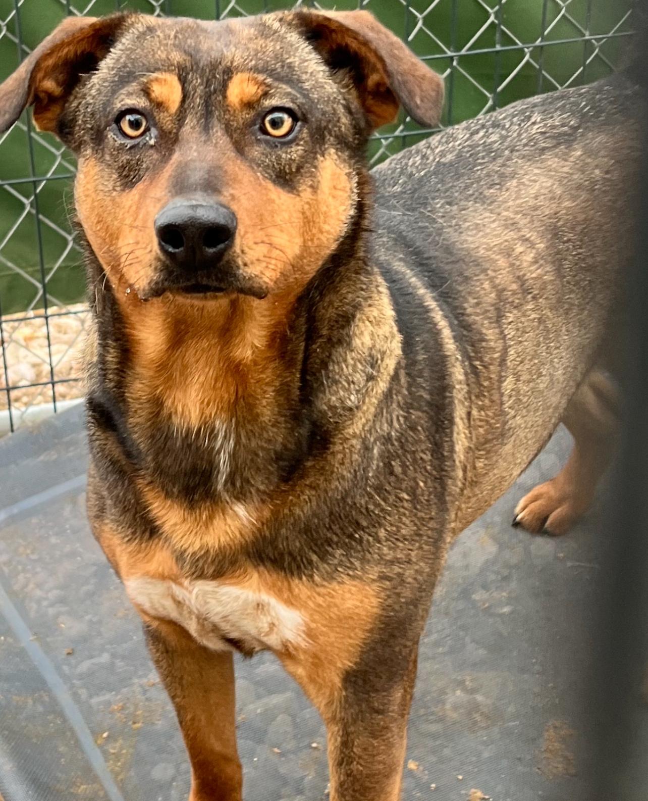 Bell, an adoptable Shepherd in Canyon, TX, 79015 | Photo Image 1