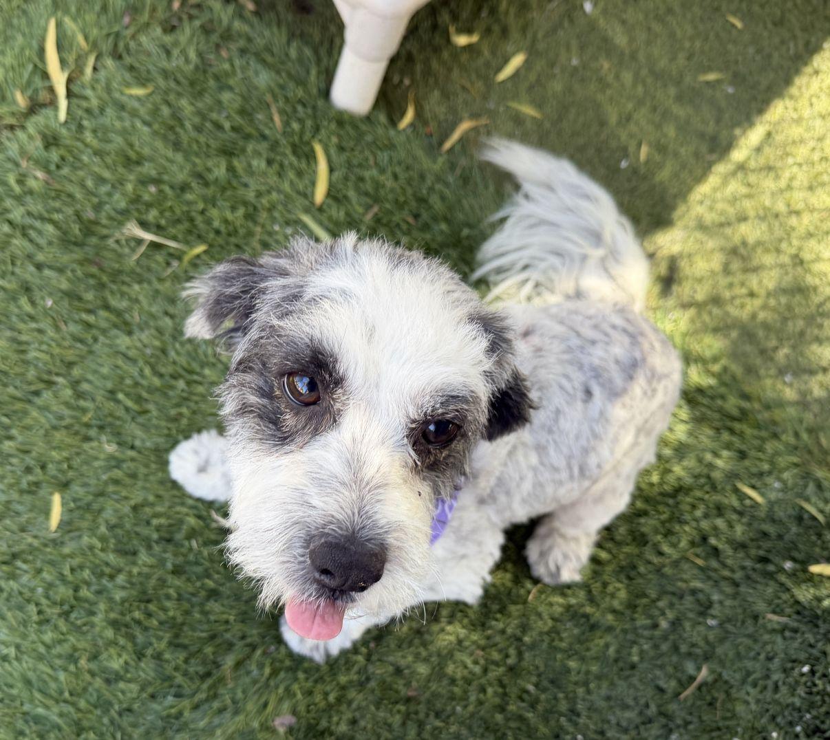 Enlarge Andrea, an adopted mixed breed in El Paso, TX image 1/6