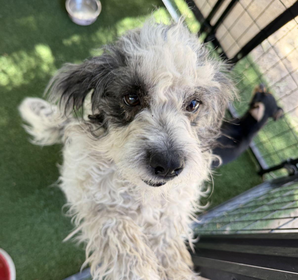 Enlarge Andrea, an adopted mixed breed in El Paso, TX image 6/6