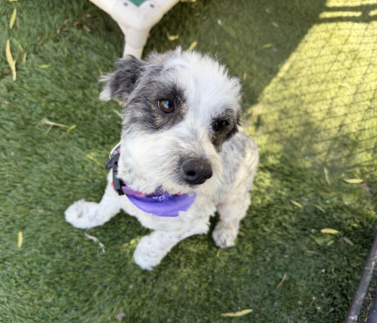 Enlarge Andrea, an adopted mixed breed in El Paso, TX image 2/6