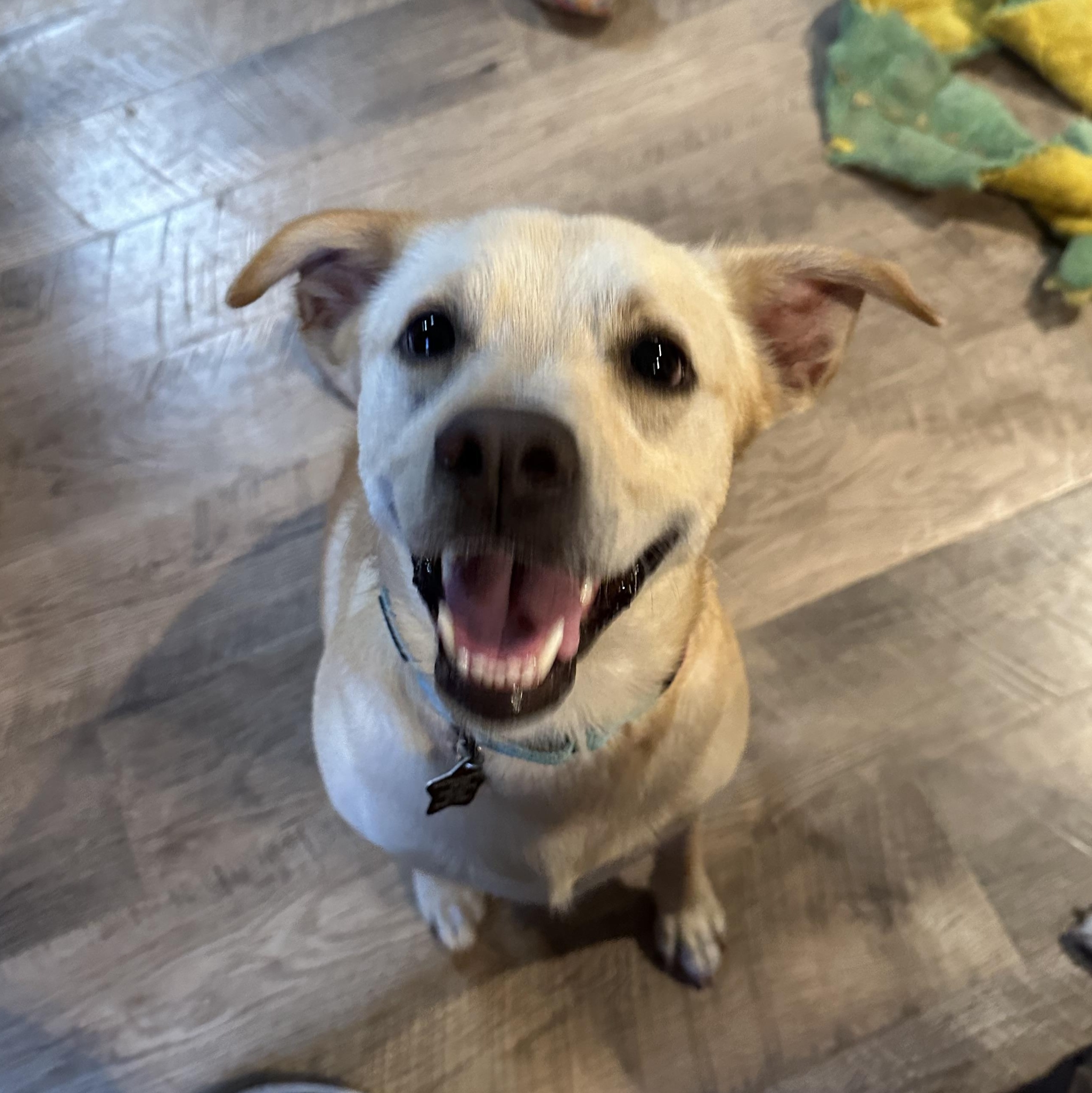 Blondie, a Adoptable mixed breed in Austin, TX image 2/6