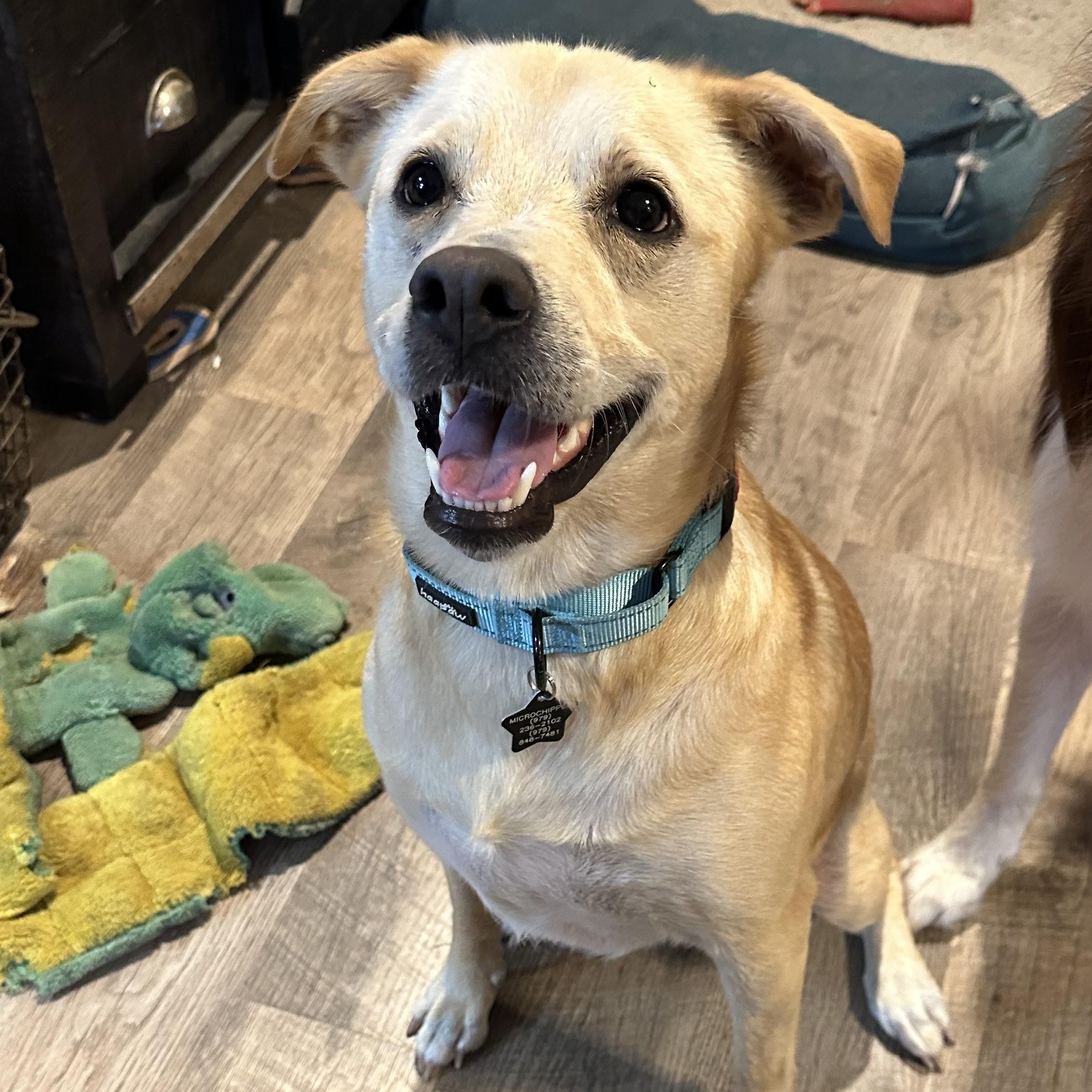 Blondie, a Adoptable mixed breed in Austin, TX image 1/6