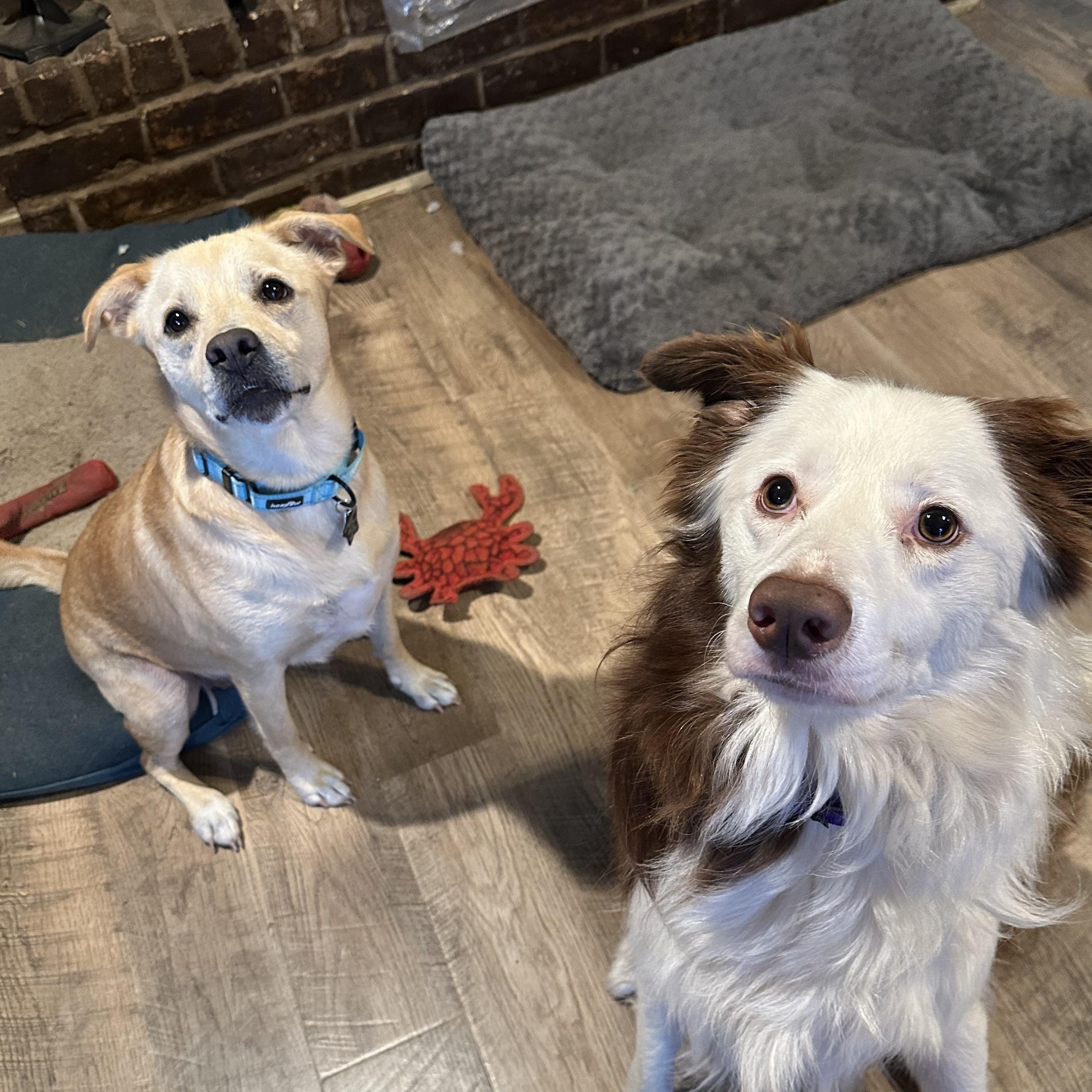 Blondie, a Adoptable mixed breed in Austin, TX image 3/6